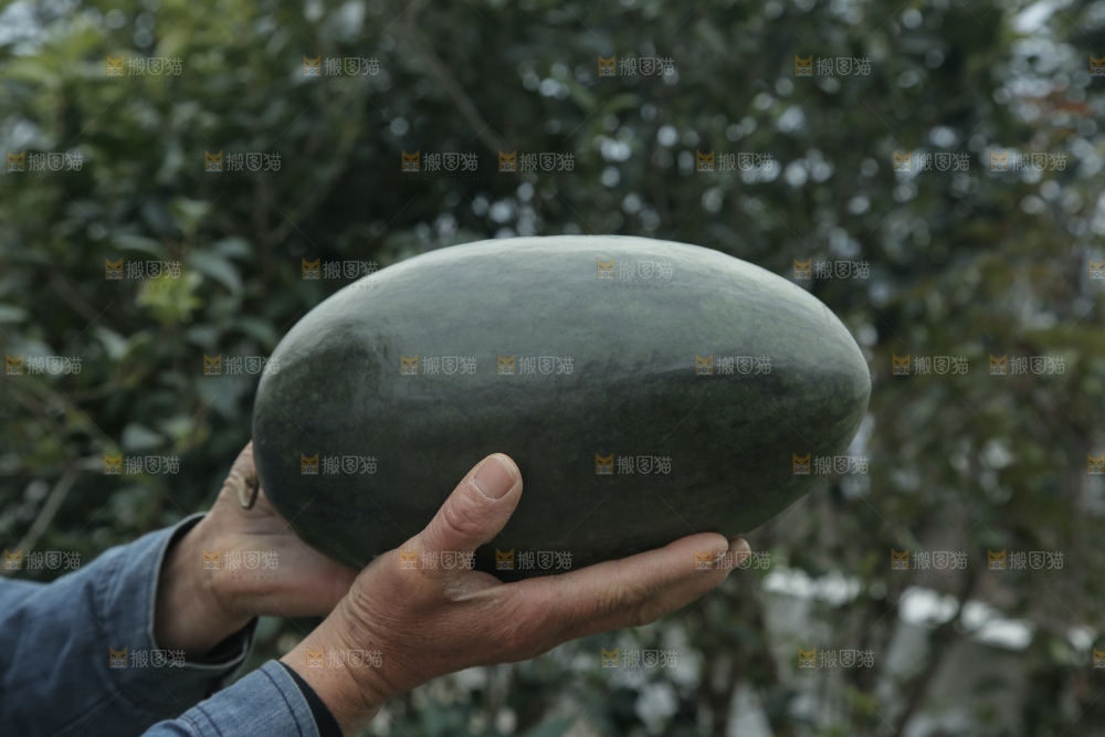 黑美人西瓜