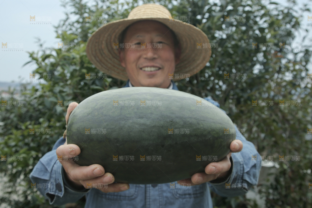 黑美人西瓜