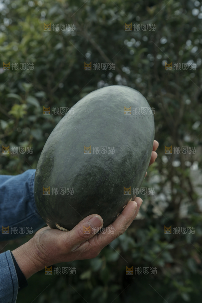 黑美人西瓜