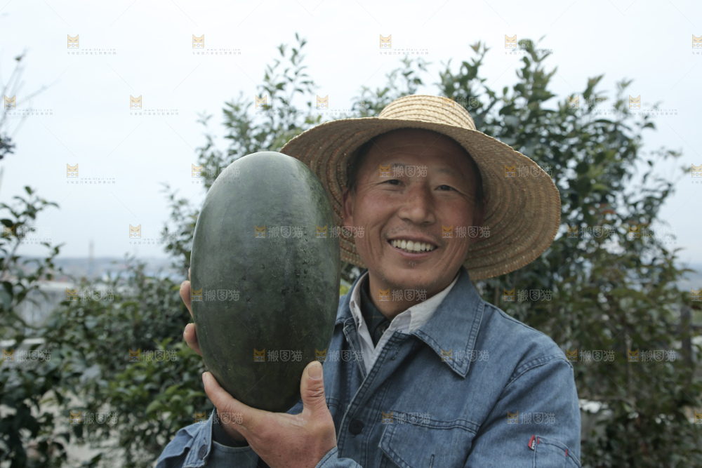 黑美人西瓜