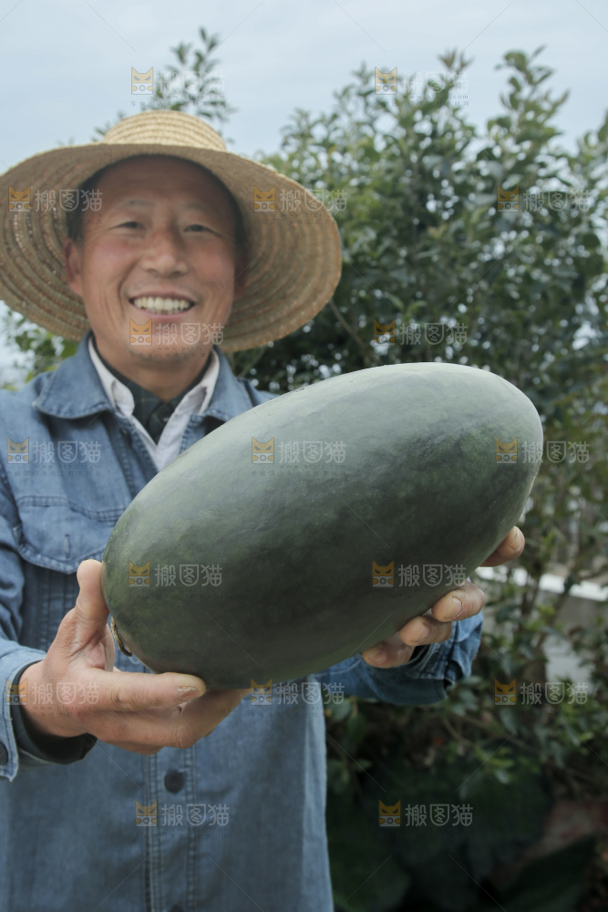 黑美人西瓜