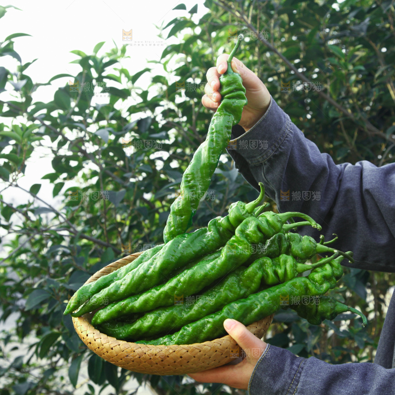 螺丝椒