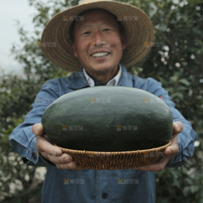 黑美人西瓜