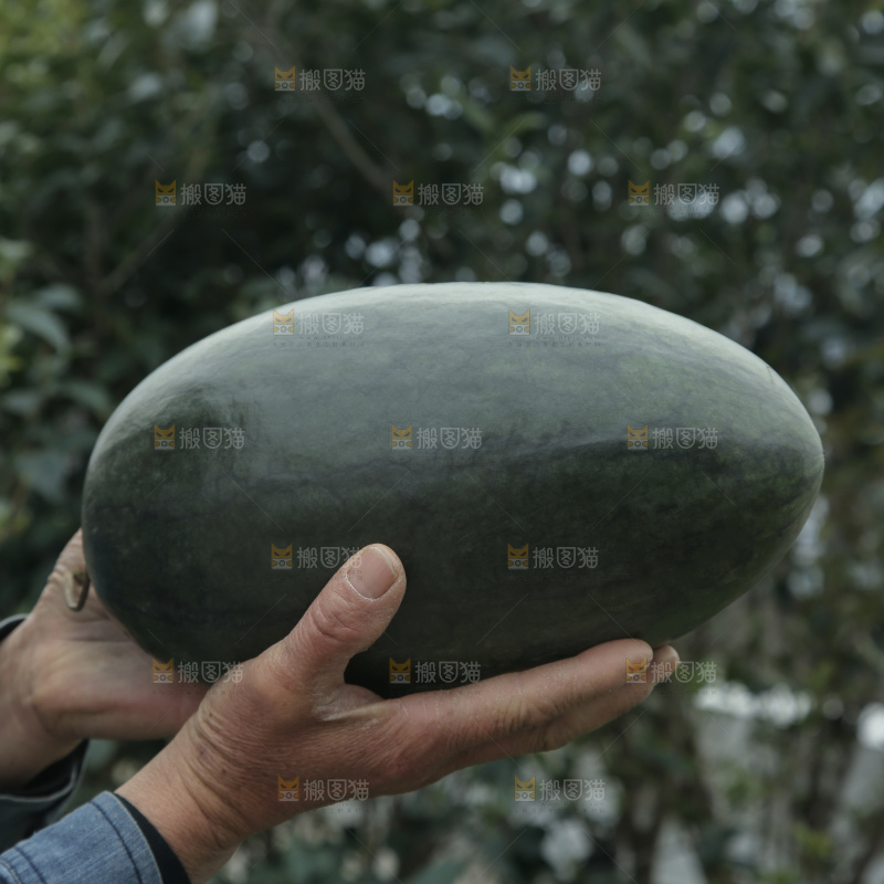 黑美人西瓜
