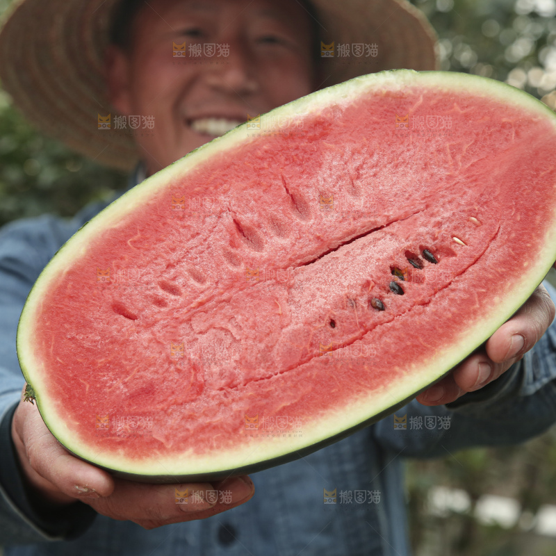 黑美人西瓜