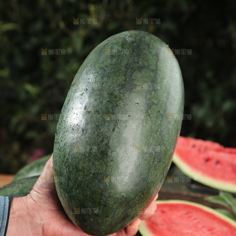 黑美人西瓜