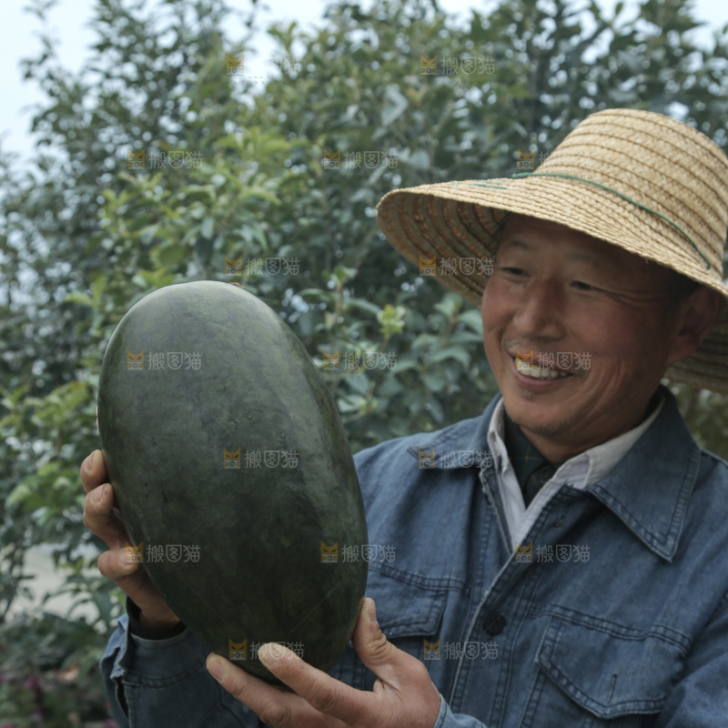 黑美人西瓜