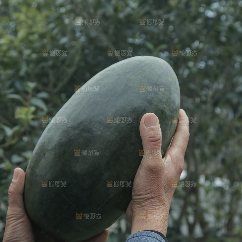 黑美人西瓜