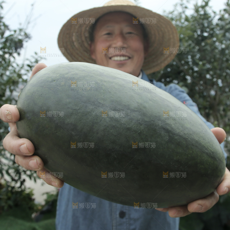 黑美人西瓜