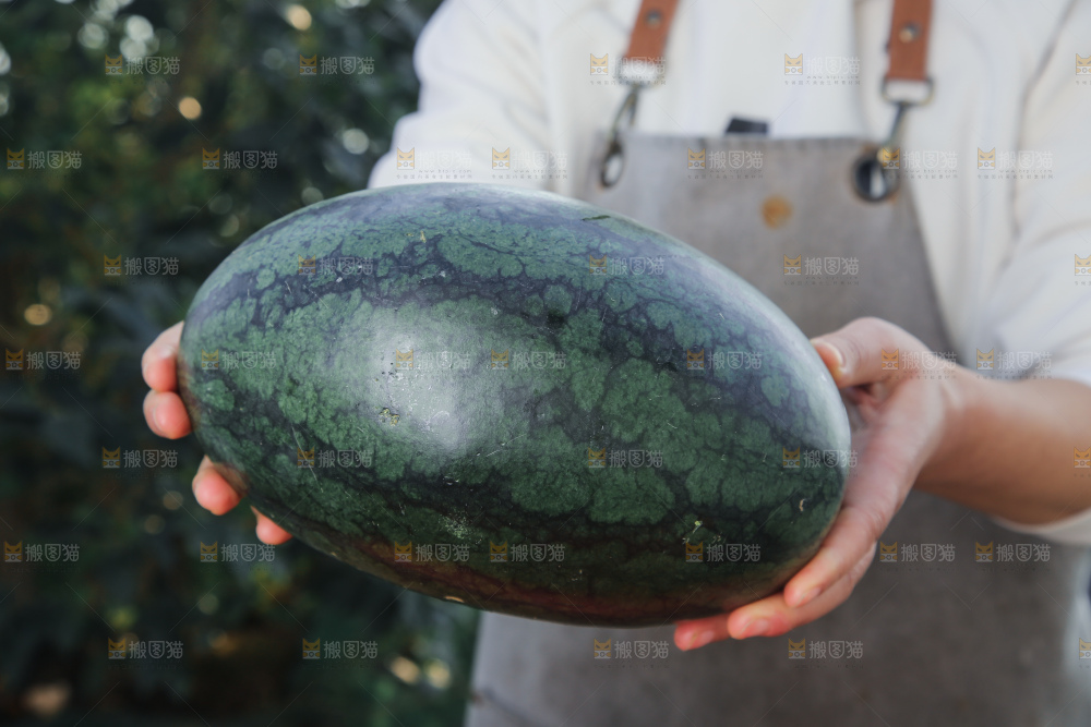 黑美人西瓜