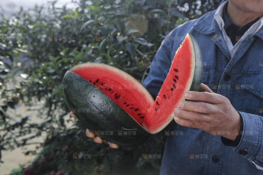 黑美人西瓜