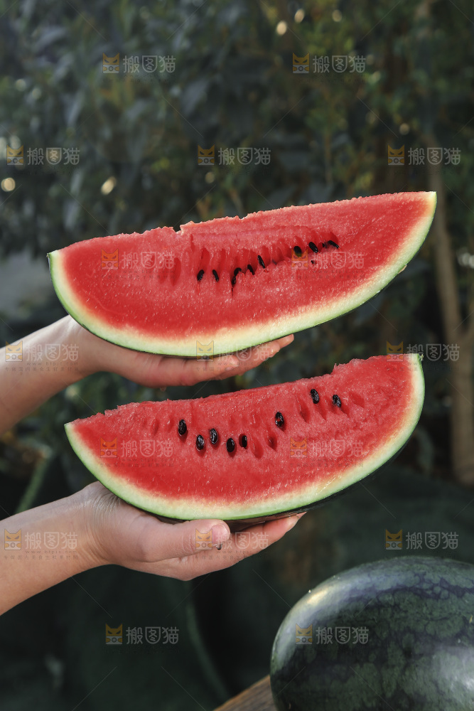 黑美人西瓜