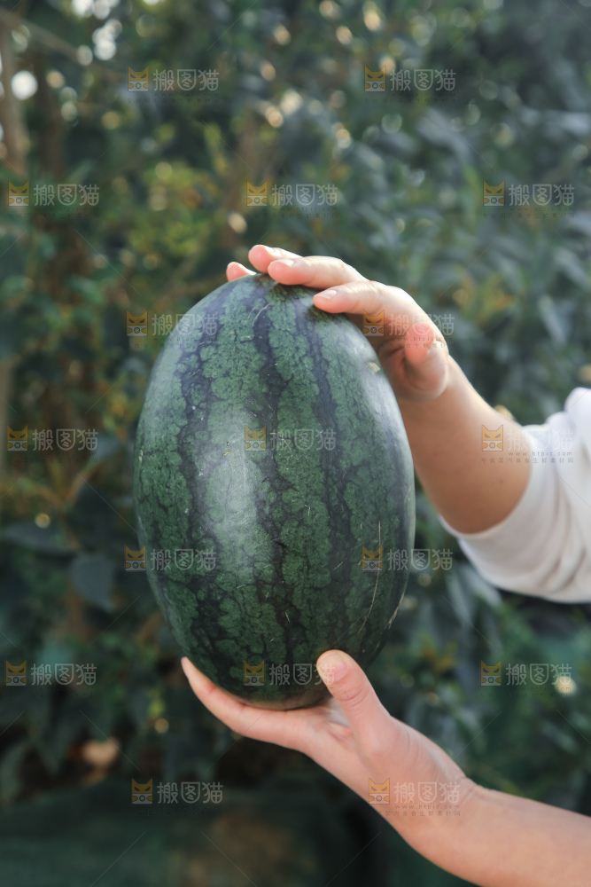 黑美人西瓜