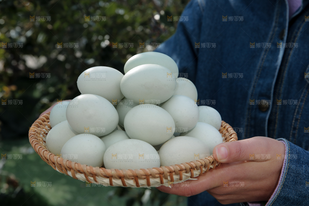 绿壳鸡蛋