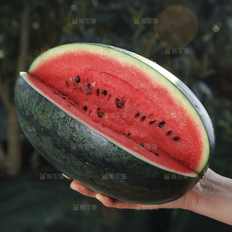 黑美人西瓜