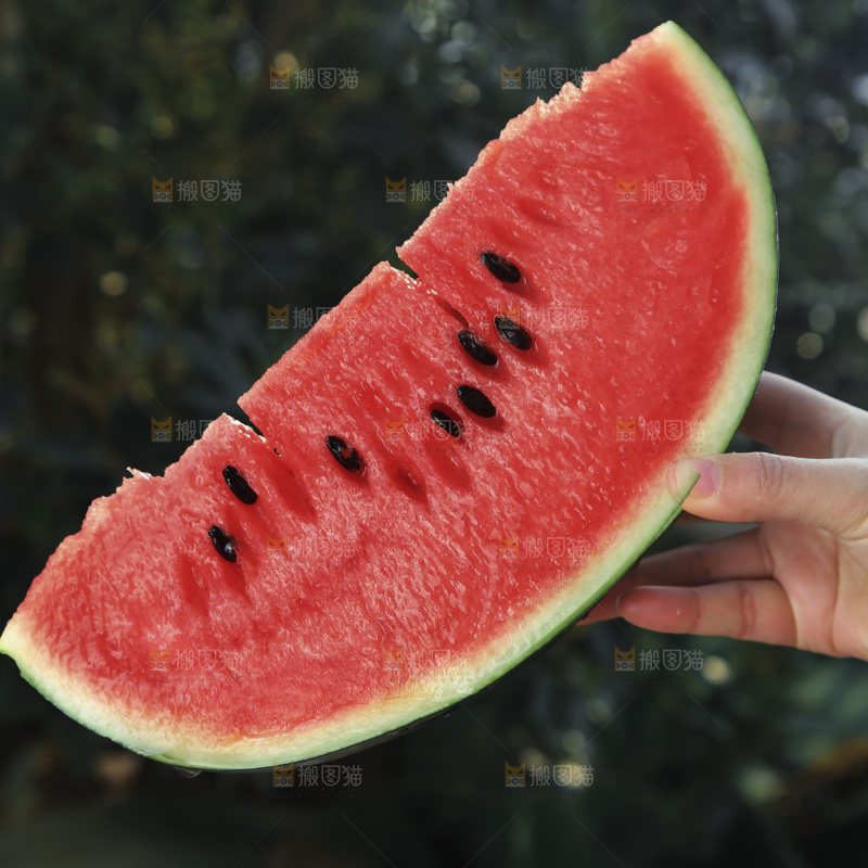 黑美人西瓜