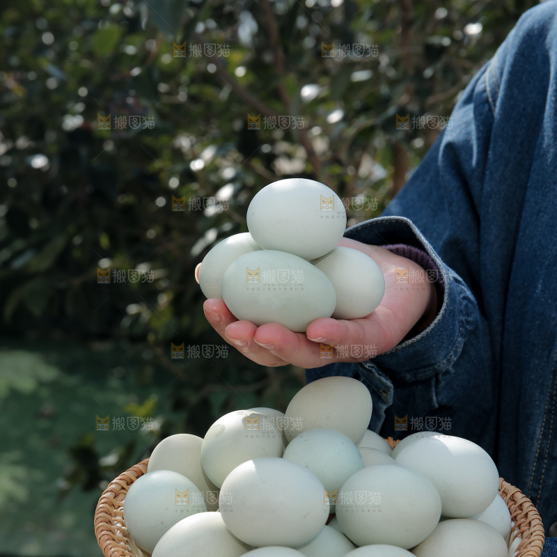绿壳鸡蛋