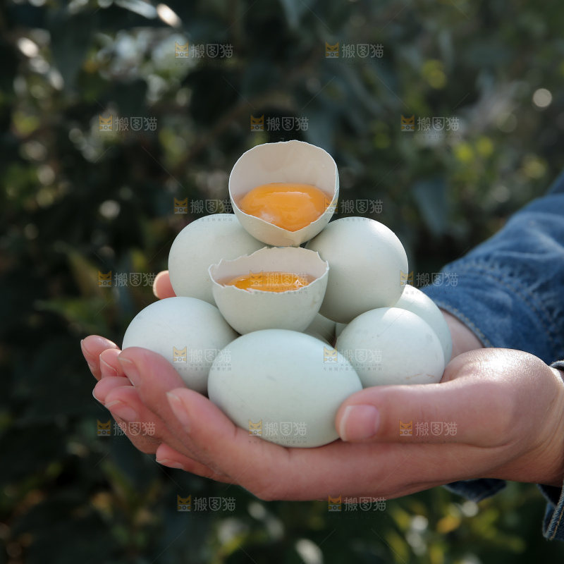 绿壳鸡蛋