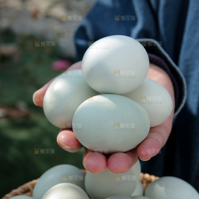 绿壳鸡蛋