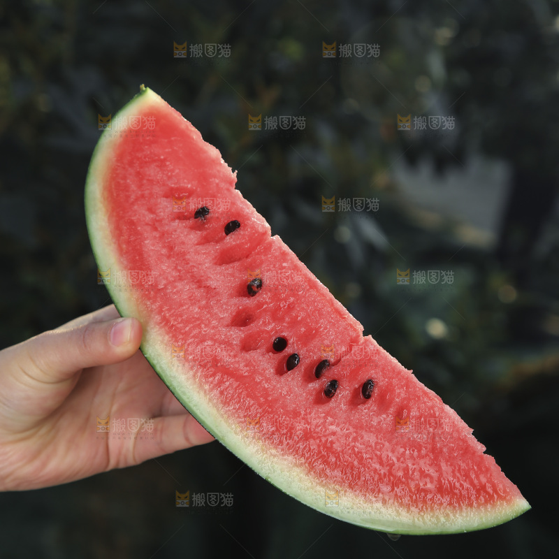 黑美人西瓜