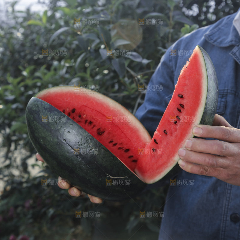 黑美人西瓜