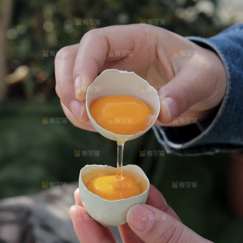 绿壳鸡蛋