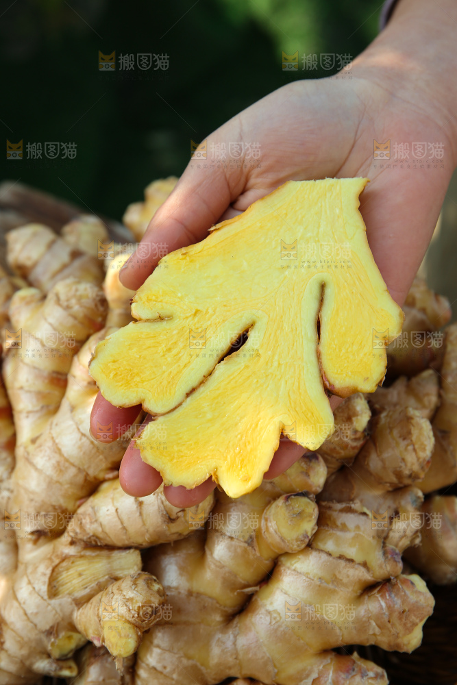 小黄姜