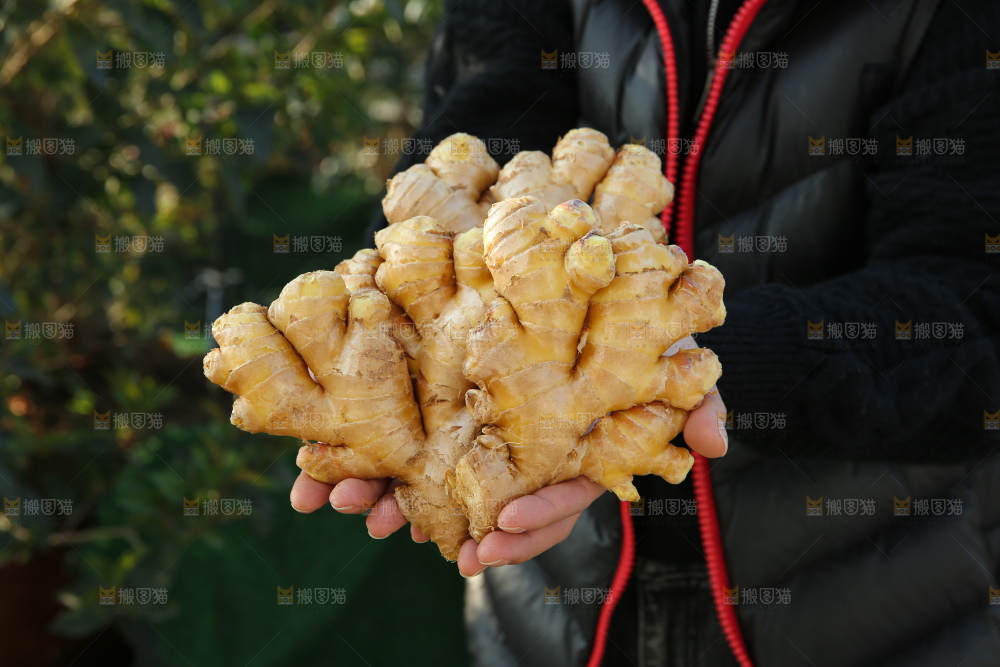 小黄姜