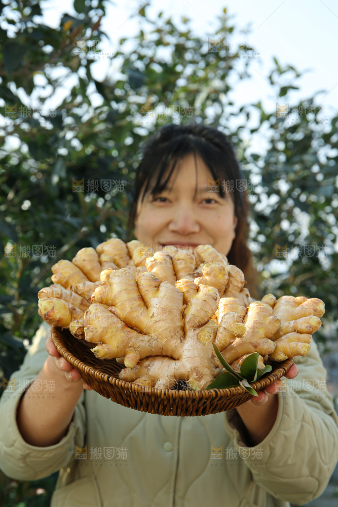 小黄姜