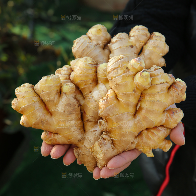 小黄姜