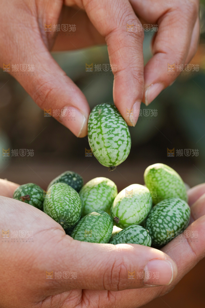 拇指西瓜
