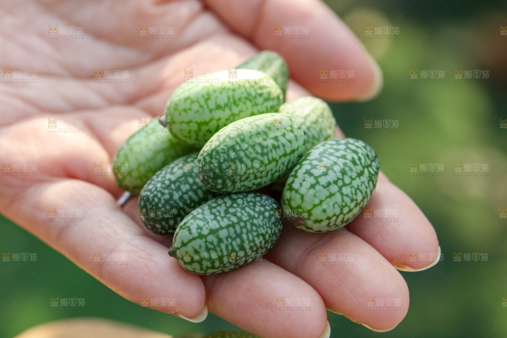 拇指西瓜