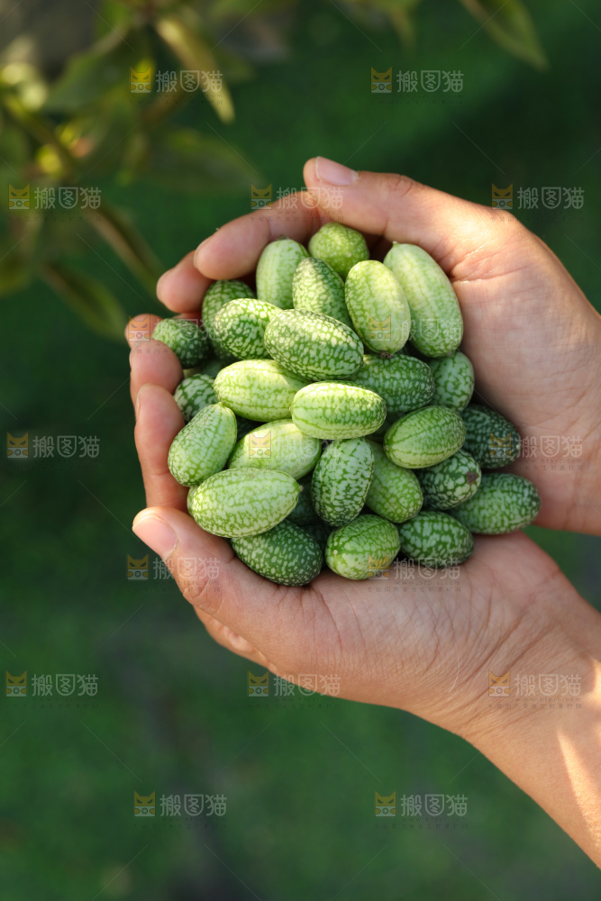 拇指西瓜