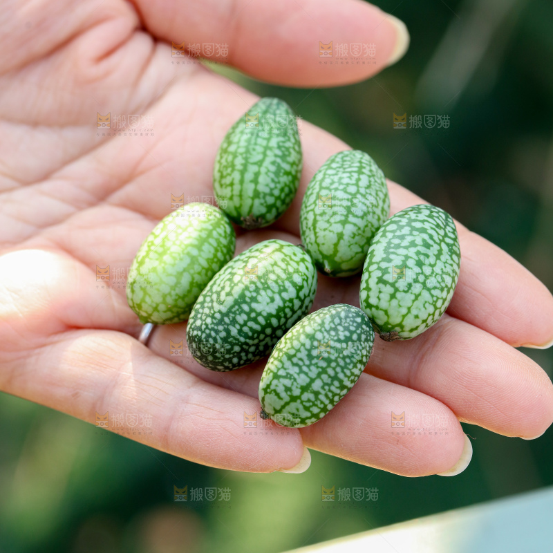 拇指西瓜