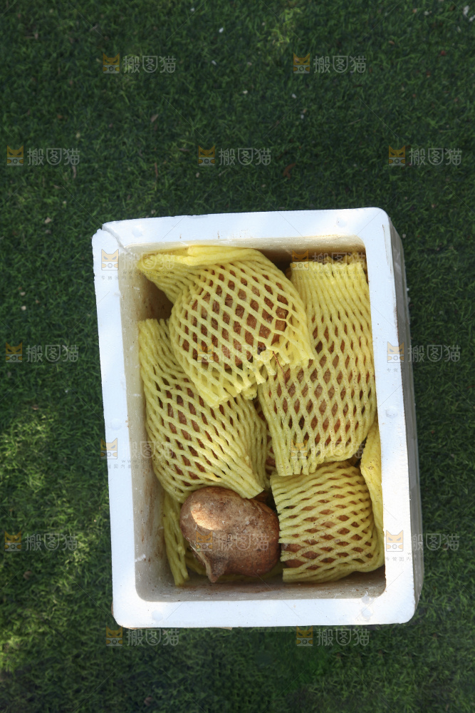 凉薯