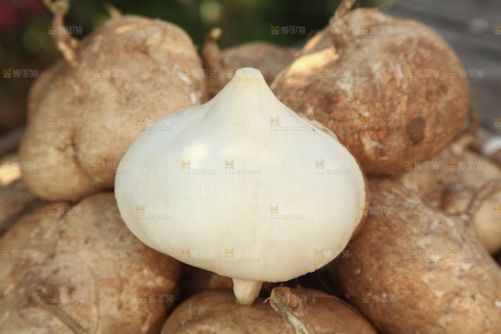 凉薯