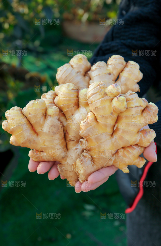 小黄姜
