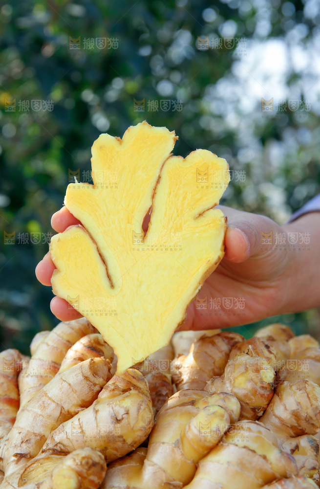 小黄姜