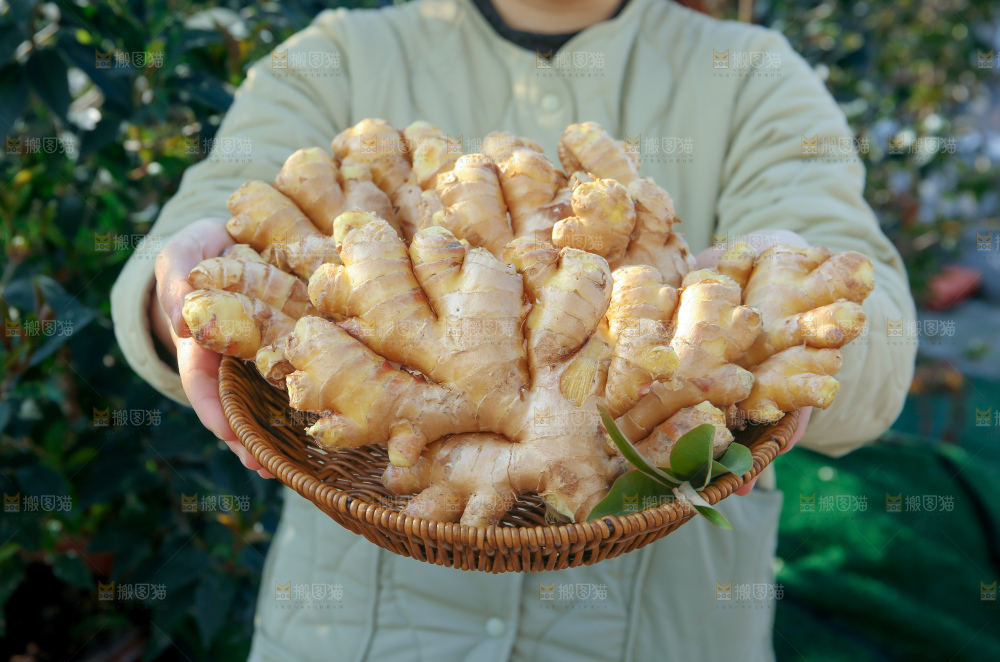 小黄姜