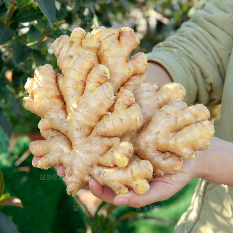 小黄姜