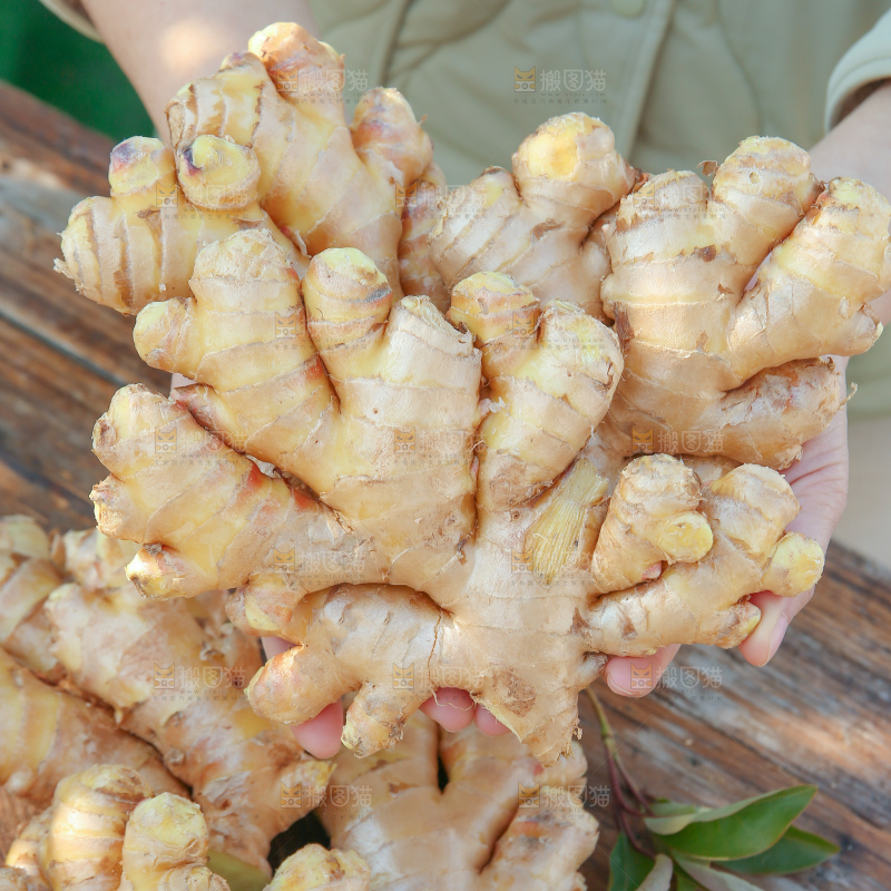 小黄姜