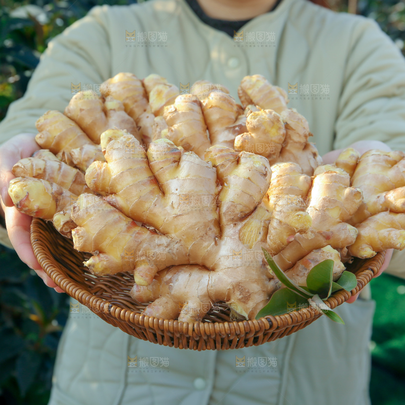 小黄姜