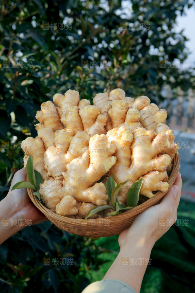 小黄姜