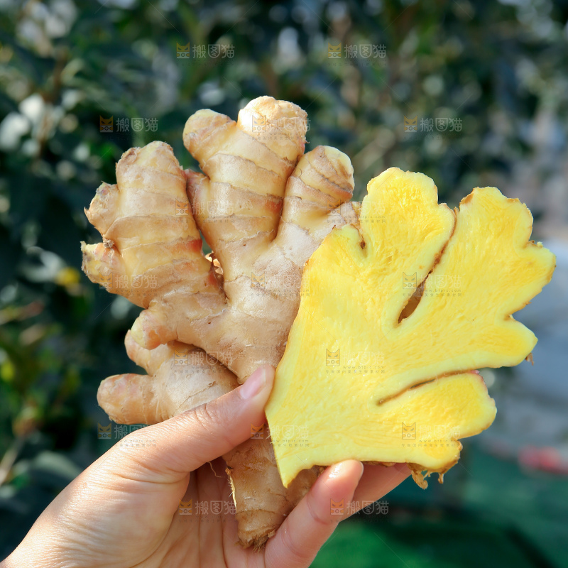 小黄姜