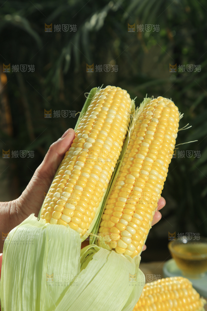 水果玉米