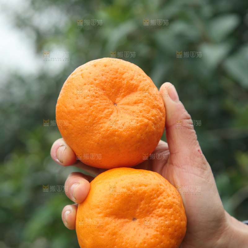 椪柑