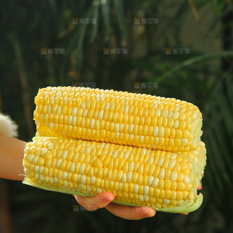 水果玉米