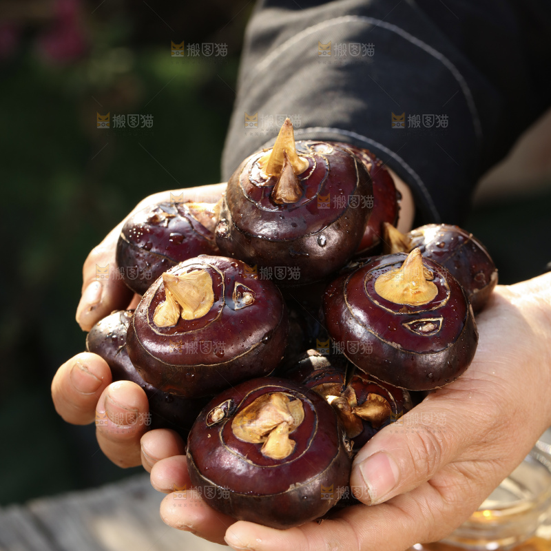 马蹄