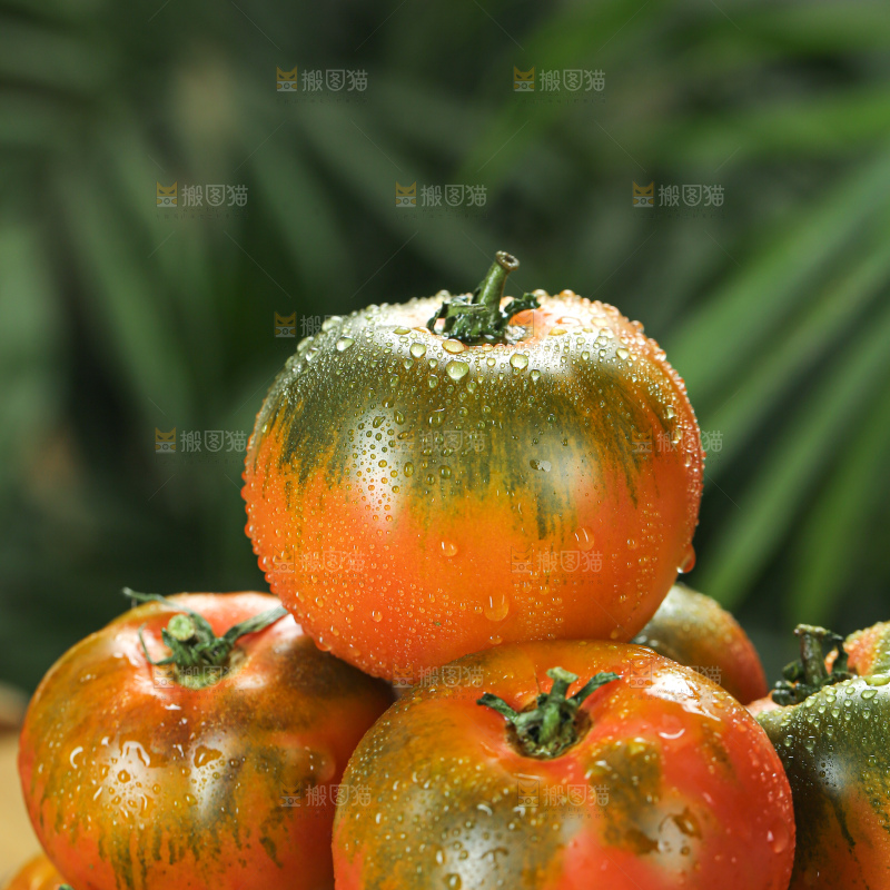 铁皮草莓柿子