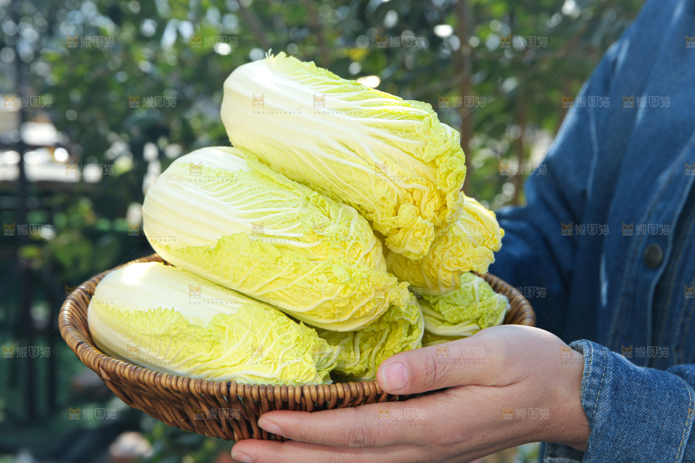 娃娃菜